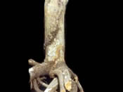 black root